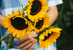 Person holding sunflowers
